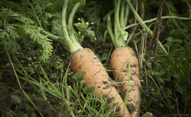 健全な野菜